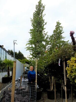 Betula Alba  (White Birch) - 100L - 4.5m - image 1