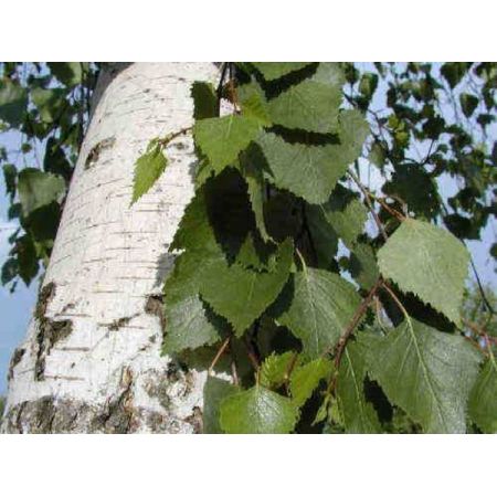 Betula Alba  (White Birch) - 100L - 4.5m - image 2