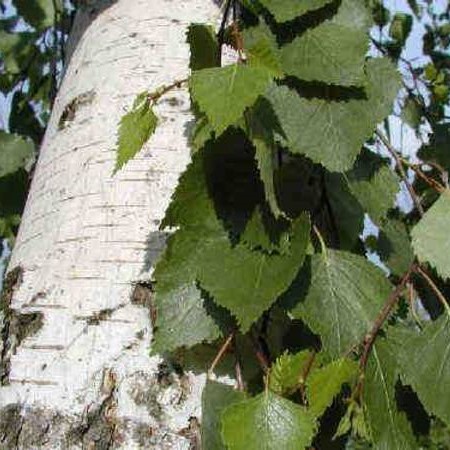 Betula Alba (White Birch) - Multistem - 90L - 6m - image 2