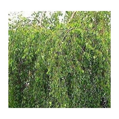 Betula Nigra Summer Cascade (Weeping Birch) - 1/2 Std