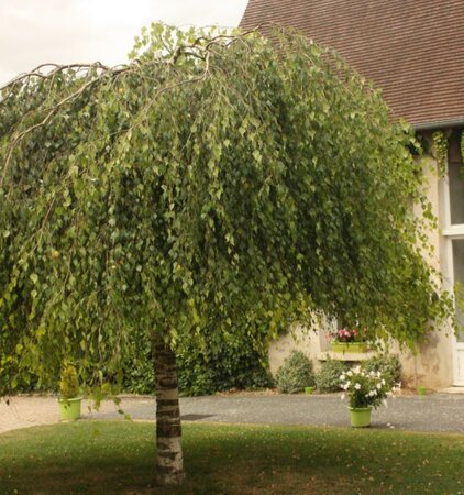 Betula Youngii Pendula 1/2 Std - 70L-  2.2m