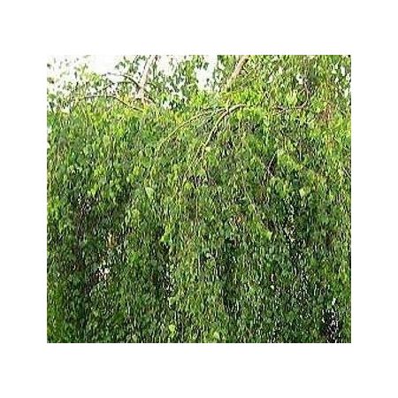 Betula Youngii Pendula (Weeping Birch) - 20L - 135cm