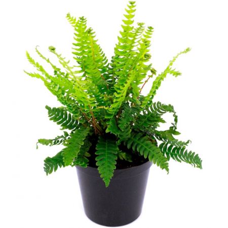 Blechnum Spicant - 0.5L (Deer fern)