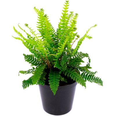 Blechnum Spicant - 0.5L (Deer fern)