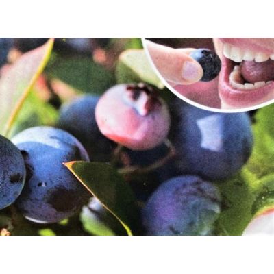 Blueberry - Vaccinium par 'Chippewa' - 3L - image 2