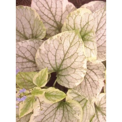 Brunnera Macrophylla King's Ransom 2L