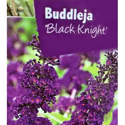 Buddleja Davidii Black Knight 1L