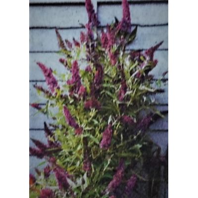 Buddleja Davidii Butterfly Tower - 9L (Butterfly Bush)