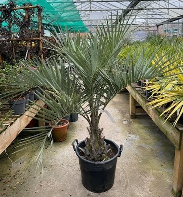 Butia Capitata (Jelly Palm) - 1.2m 30L