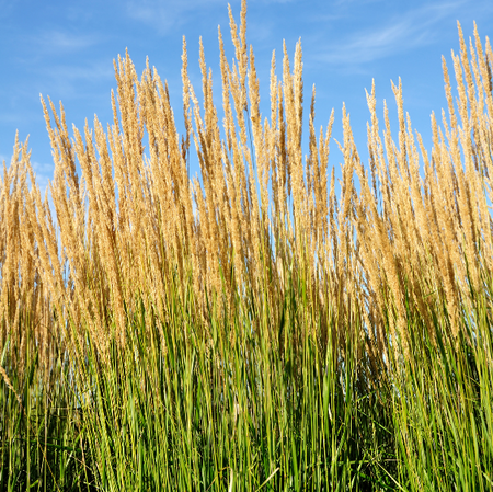 Calamagrostis X Acutiflora 'Karl Foerster' - 9L 