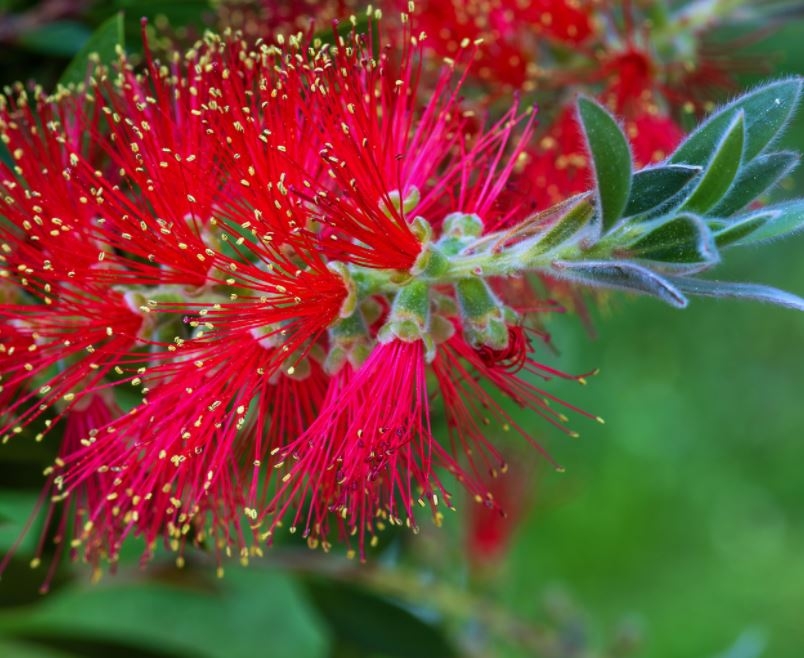 Callistemon Laevis - 9L - 1m - Windlestone Nursery & Garden Centre in ...