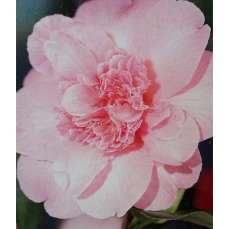 Camelia Japonica Ballet Queen 3L - image 2