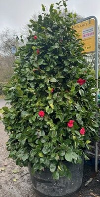 Camellia Japonica 120L Deep Pink