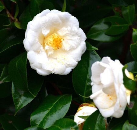 Camellia Japonica 'Bianca' - 9L - 1m