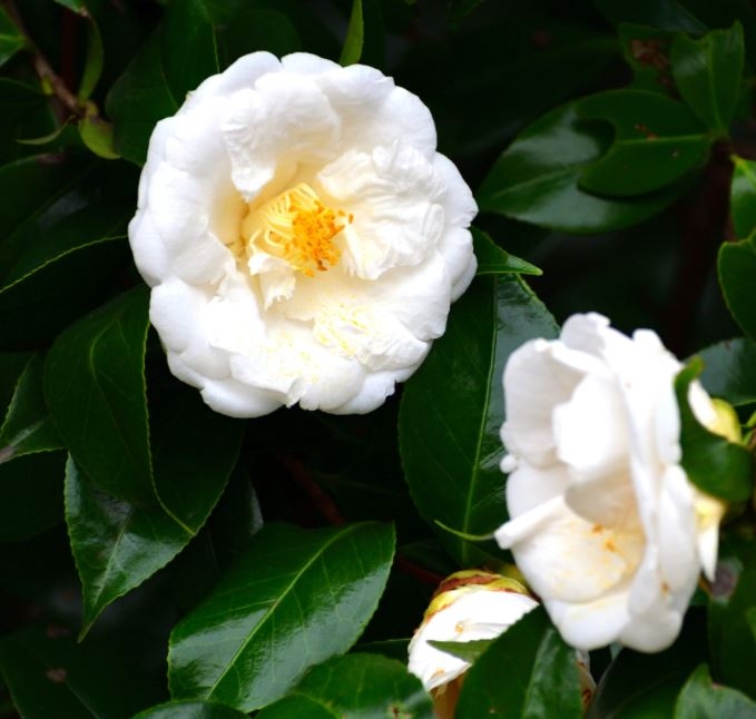 Camellia Japonica 'Bianca' - 9L - 1m - Windlestone Nursery & Garden ...