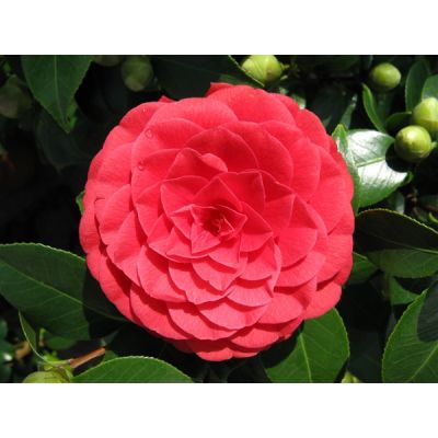 Camellia Japonica 'Black Lace'- 1/2 Std - 18L - 80cm clear stem