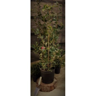 Camellia Japonica 'Black Lace'- 15L - image 1