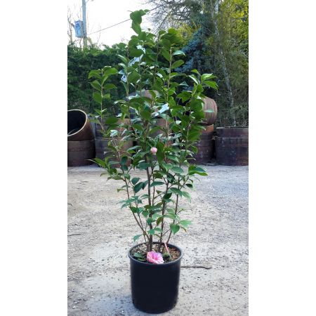 Camellia japonica 'Bonomiana' - 0.8m - image 2