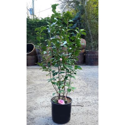 Camellia japonica 'Bonomiana' - 0.8m - image 2