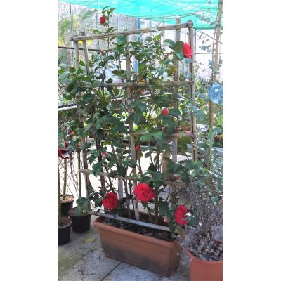 Camellia Japonica  - on Frame - Trough 1.25m