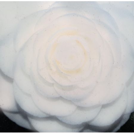 Camellia japonica 'Perfection White' - 0.8m - image 1