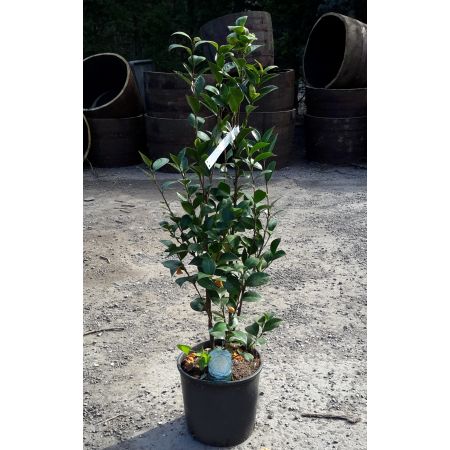 Camellia japonica 'Perfection White' - 0.8m - image 2