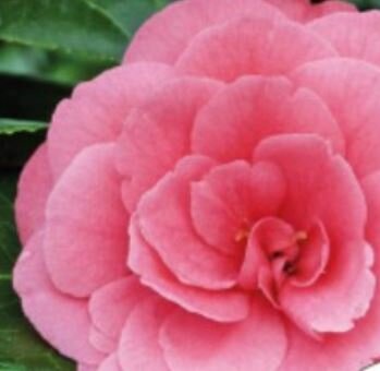 Camellia Japonica 'Rosedale's Beauty'- 1/2 Std - 18L - 80cm clear stem