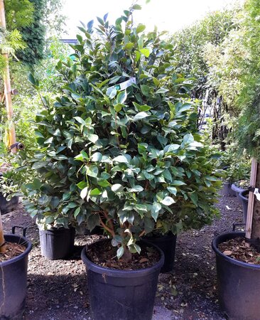 Camellia japonica 'Rossa'- 50L - 125-150cm (Red) - image 1