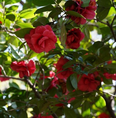 Camellia japonica 'Rossa'- 50L - 125-150cm (Red) - image 2