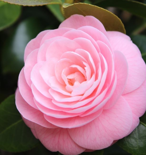 Camellia sasanqua 'Rosa'- on frame - 1.75m - Windlestone Nursery ...