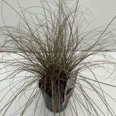 Carex Comans Bronze Form 2L (Sedge)