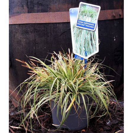 Carex Evercream 2L (Sedge)