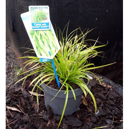 Carex Everillo 2L (Sedge)