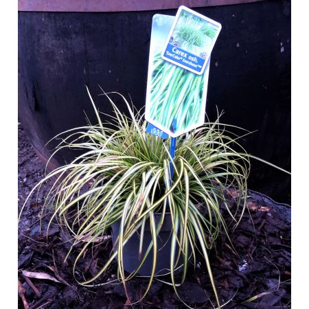 Carex Eversheen 2L (Sedge)