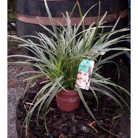 Carex Ice Dance 2L (Sedge)