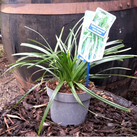 Carex Irish Green 2L (Sedge)