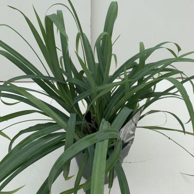 Carex Laxiculmis Bunny Blue 2L