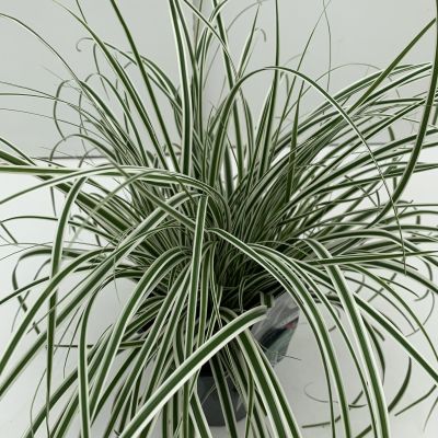 Carex Oshimensis Everest 2L (Sedge)