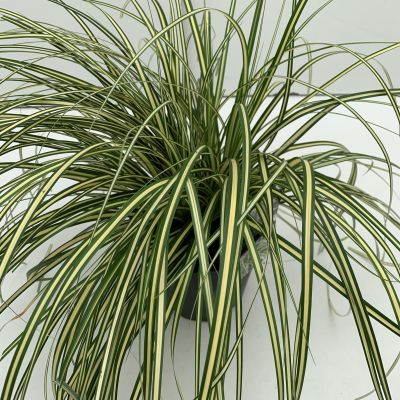 Carex Oshimensis Evergold 2L