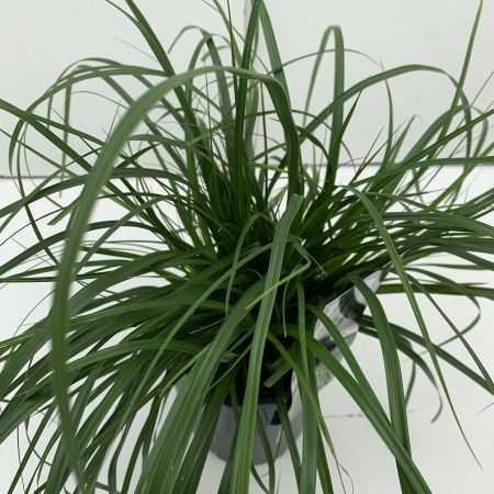 Carex oshimensis Evergreen 2L (Sedge)