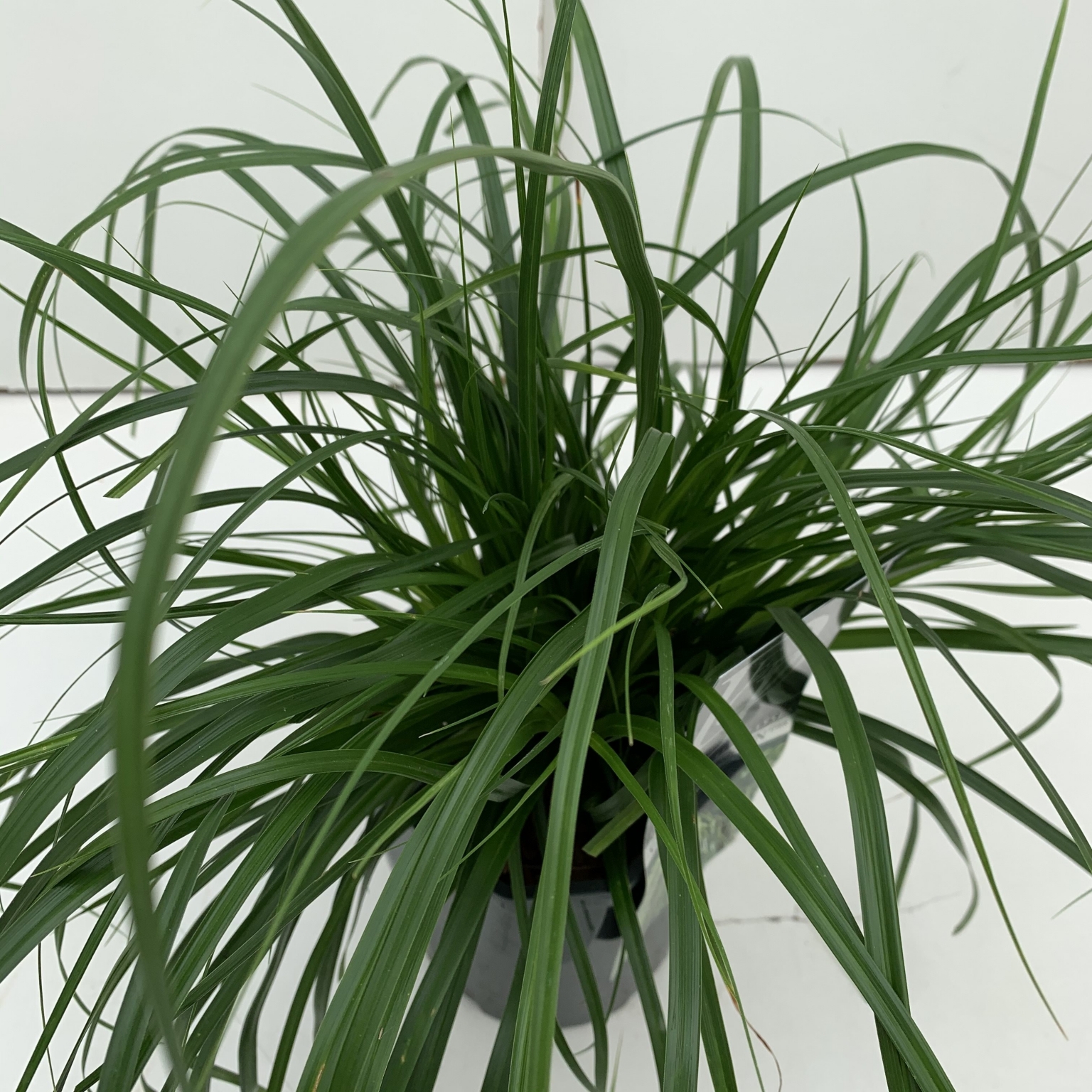 Carex oshimensis Evergreen 2L (Sedge) - Windlestone Nursery & Garden ...