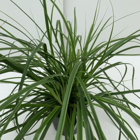 Carex Oshimensis Everlime 2L (Sedge)