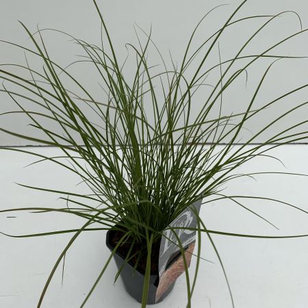 Carex Testacea Prairie Fire 1L (Sedge)