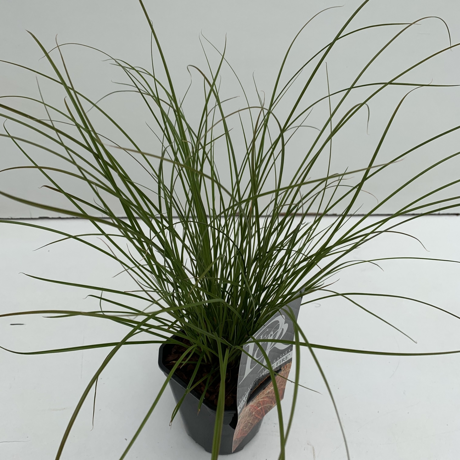 Carex Testacea Prairie Fire 1L (Sedge) - Windlestone Nursery & Garden ...