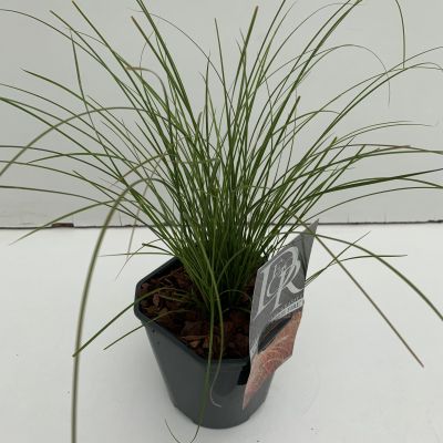 Carex Testacea Prairie Fire 2L (Sedge)