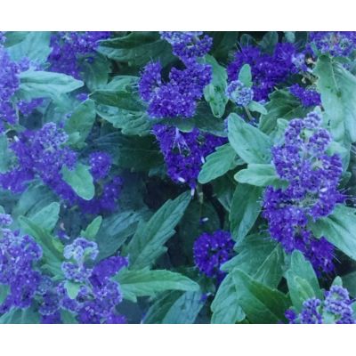 Caryopteris Clandonensis Grand Bleu 2L (Bluebeard)
