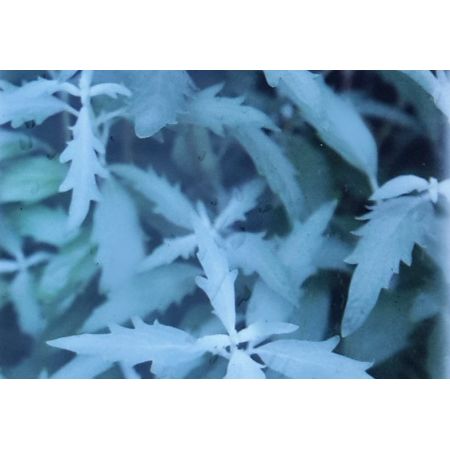 Caryopteris Clandonensis Sterling Silver 2L (Bluebeard)