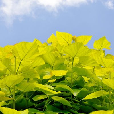 Catalpa Bignonioides Aurea  (Golden Indian Bean Tree) - 3.5m - image 1