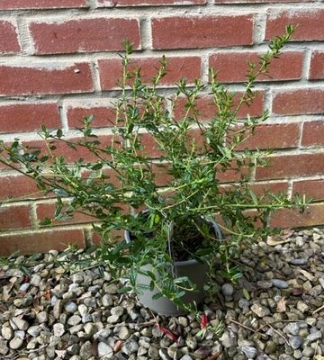 Ceanothus Concha (Californian Lilac) 2L