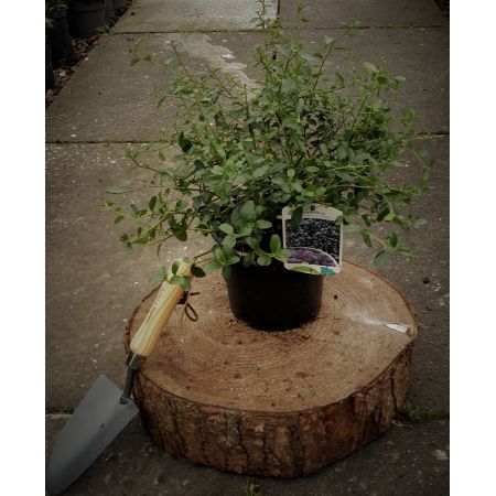 Ceanothus Thyrsiflorus Repens (Californian Lilac) 2L - image 1